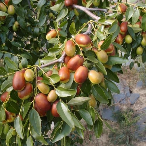 Live GA866 Jujube Tree 4 Feet Jujube Fruit Tree Live Plant in Pot Live Jujube Tree Plant Jujube Fruit Tree Potted Jujube Tree Live Plant for Outdoor Garden
