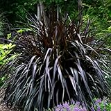 Pack 2 Fountain Grass Plants Live, Ornamental Grasses Live Plants Perennial Potted Plants Ready to Grow, 5-9 Inch Height (Black Fountain Grass)