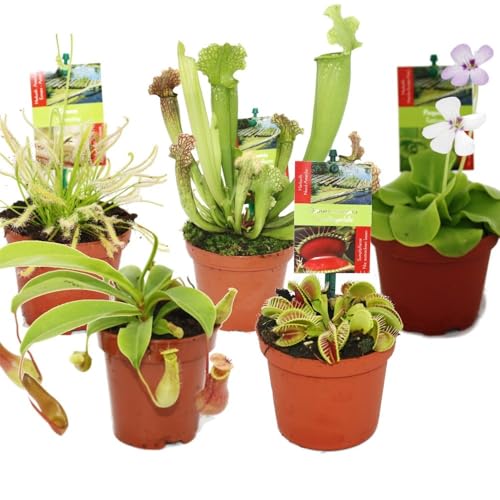 Kit de démarrage 5 plantes