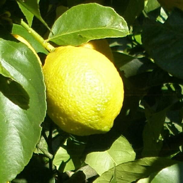 Bucephalandra sp.オリーバ （カミハタ） ブセファランドラsp