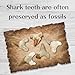 Amazing Gemstone Real Dinosaur Animal Shark Teeth Fossil 5 Pieces Set - Great White Fossil Collection for Kids Education for DIY Crafts - Shark Teeth Bulk Set