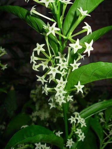 Night Blooming Jasmine Live Plant