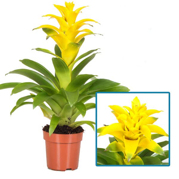 Planta de Interior con Flor Color Amarillo Bromelia Planta Natural, DECOALIVE