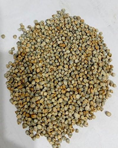 Pearl Millet - Nag Traders