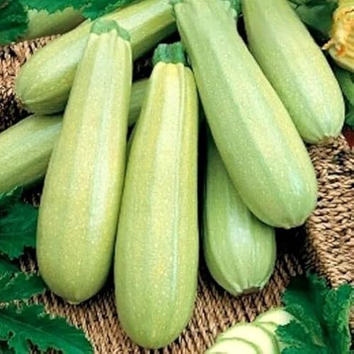 White Courgette Italian Zucchini - Bianca DI Trieste - 20 Seeds + freebie + Plant tag