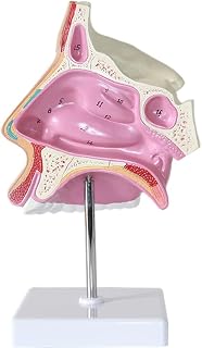 ZCBYBT Nasal Cavity Anatomy Model Human Respiratory System Nasal Cavity Median Teaching Aid Human Face Anatomy