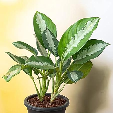 Mphmi Nurseryplant Aglaonema Jubilee Petite - Plant