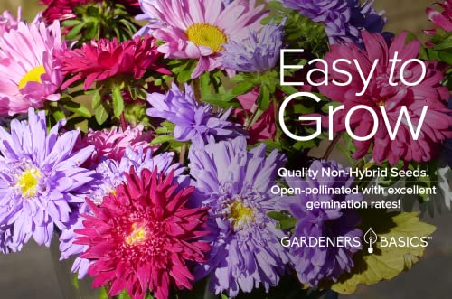 Gardeners Basics Aster Powderpuff Mix Flower Seeds - Thumbnail 3
