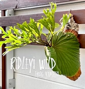 Amazon｜frog_yamato【ridleyi Center Borneo wild】リドレイ ワイルド