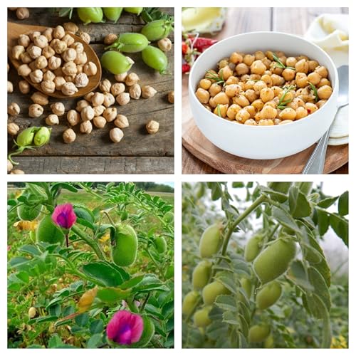 Semi di Ceci Nazionali per Semina, Ricchi di Proteine e Fibre, Orto Biologico in Casa, 250g