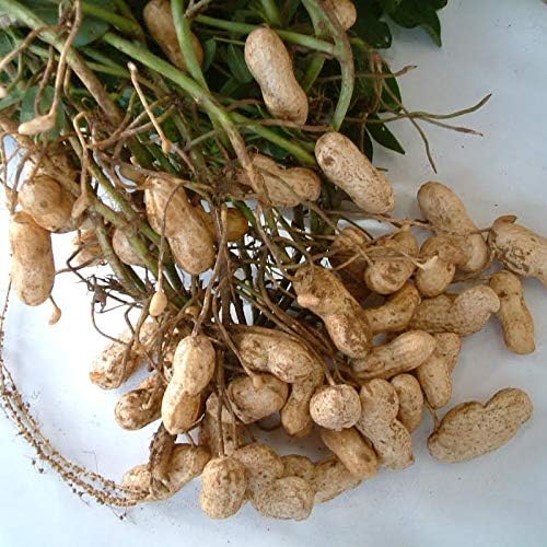 Amazon 22年度産 新豆 手もぎ掘り取り生落花生 ジャンボおおまさり 2kg 千葉県八街産落花生 千葉県八街産落花生 ナッツ 通販