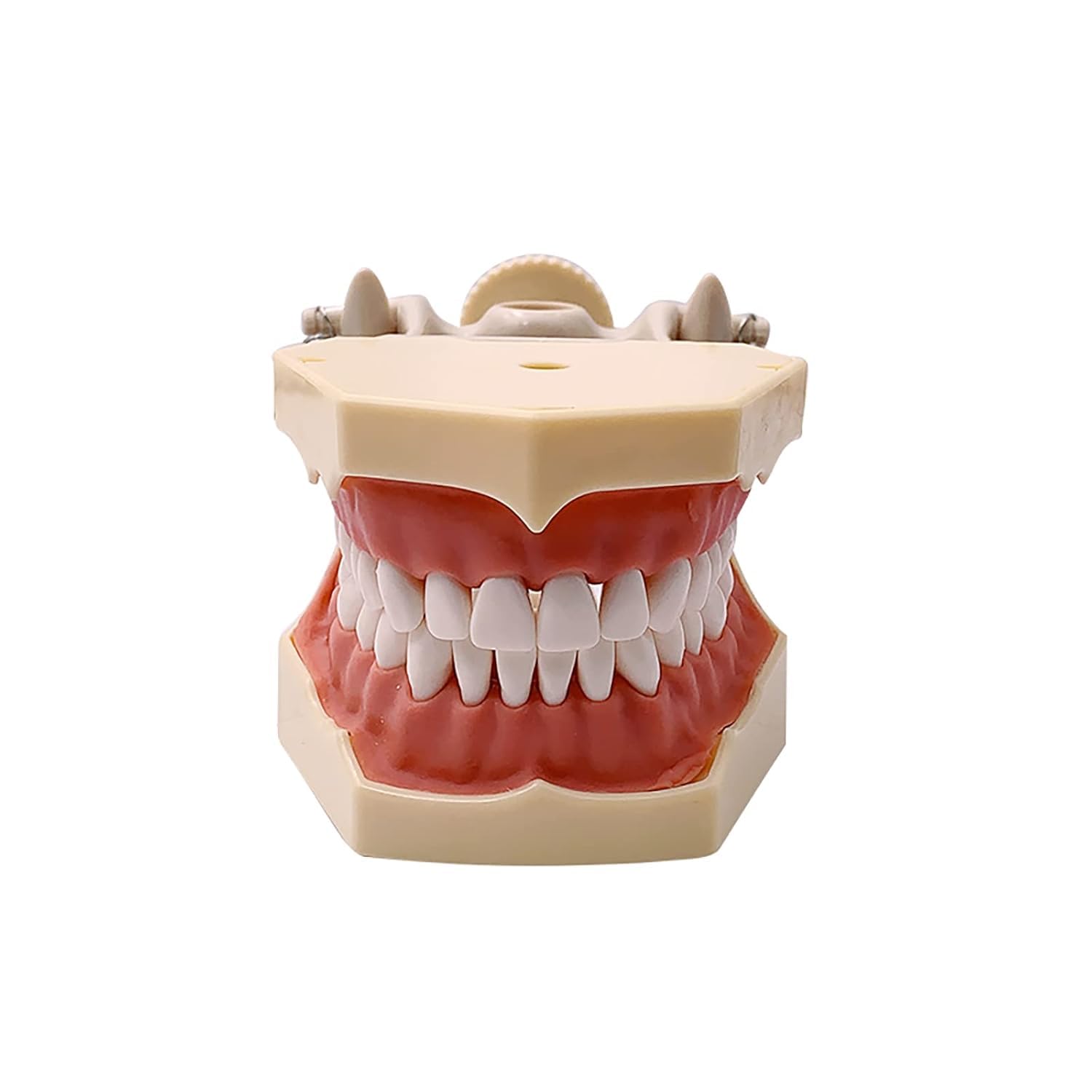 Strumenti Didattici per L'Odontoiatria Modello Anatomico Typodont Typodont con 32 Denti Rimovibili per L'Insegnamento E Lo Studio