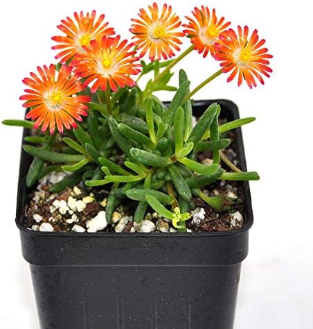 Delosperma HotCakes, Pumpkin Perfection, Ice Plant Succulent, 3" (2.6x3.5")