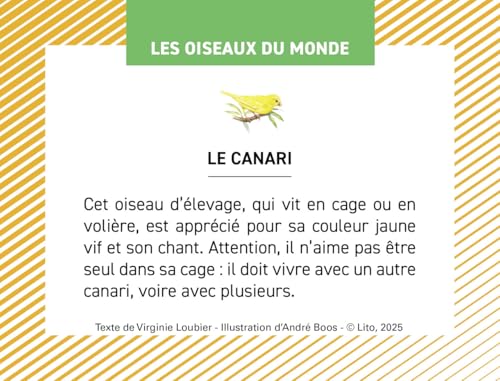Les oiseaux du monde – vue 3