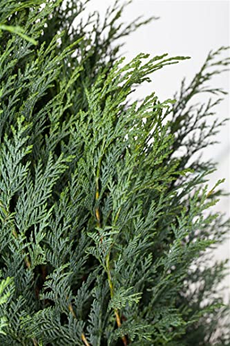 Chamaecyparis lawsoniana 'Columnaris' 60-80 cm - Blaue Säulenzypresse, immergrün, ideal für Hecken und Kübel, winterhart, pflegeleicht