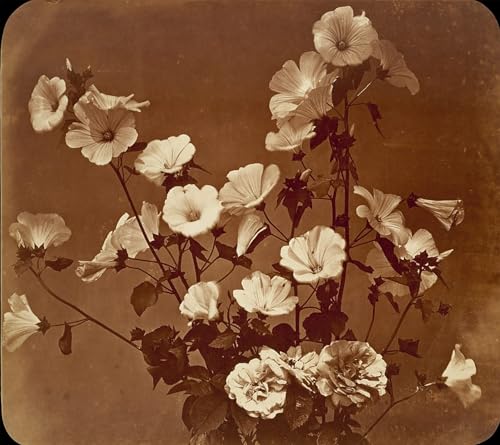 Tableau Toile de Maître Rose of Sharon Peinture Décorative Prestige Haute Définition 60x90