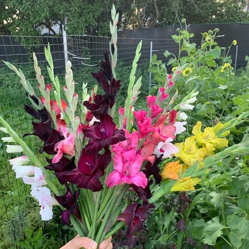 gladioli balcone serra bonsai giardino interno giardino decorativo ufficio lampadine prematura riverdimento 35pcs