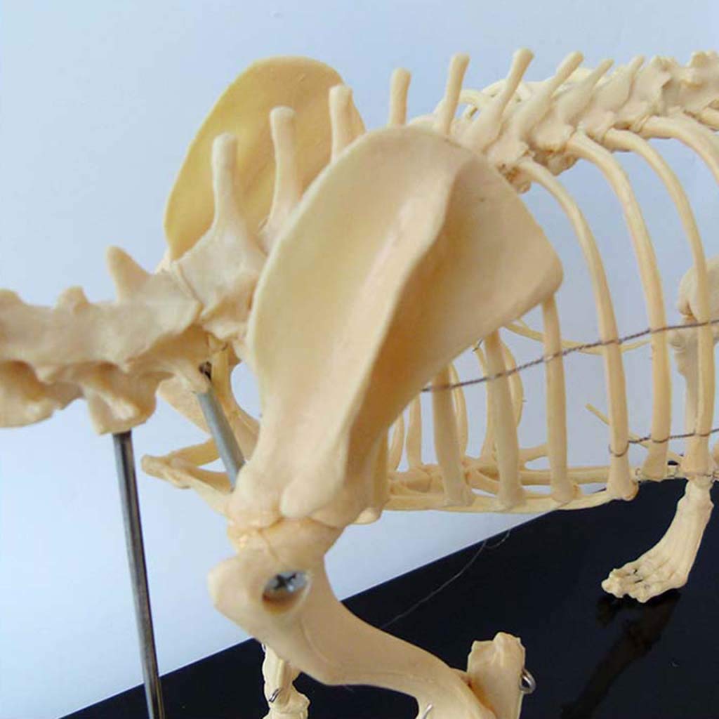 Skeleton Modell Tiermodell, Unterricht Probe Hund Tieranatomie Und Humanbiologie Veterinary Teaching Demonstration Werkzeug