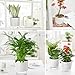 Samhe 4 Pack Self Watering Pots Set, 4+5.5 Inch Self Watering Pots for Indoor Plants, Planter Pot with Wick Rope and Reservoir for African Violet, Spider Plant, Orchid