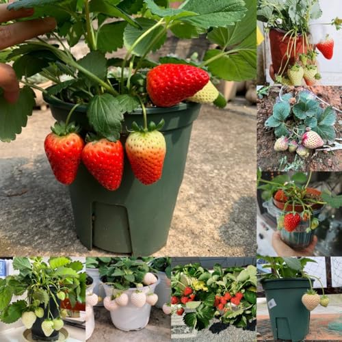 50 piezas Semillas de Fresa - Semillas de Fresa planta trepadora, plantas de balcón resistentes Semillas de fresa orgánicas columna fruta balcón decoración plantas exóticas resistente
