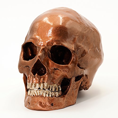 Menschlicher Schädel, lebensgroß - Totenkopf Deko (Farbe Kupfer)