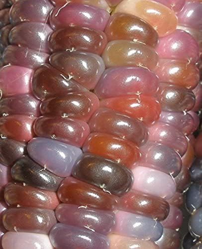 Miniatura 2 de Gema de vidrio Cherokee Indian Corn Heirloom Premium Semillas 100pcsPaquete