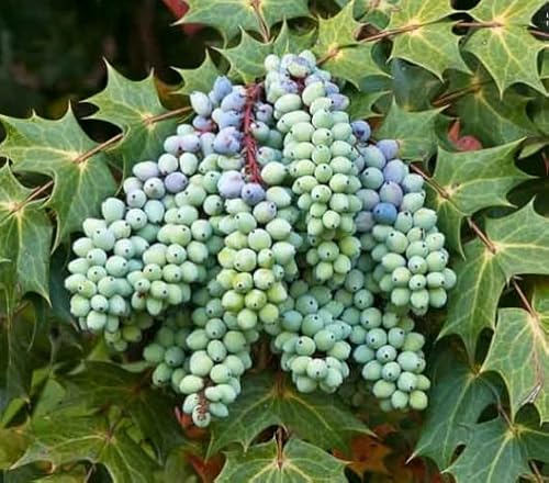 20 Oregon Grape Seeds For Planting - Stunning Ornamental Fruit Bearing Plant - Berberis Bealei, Barberry, Leatherleaf Mahonia #TOP1