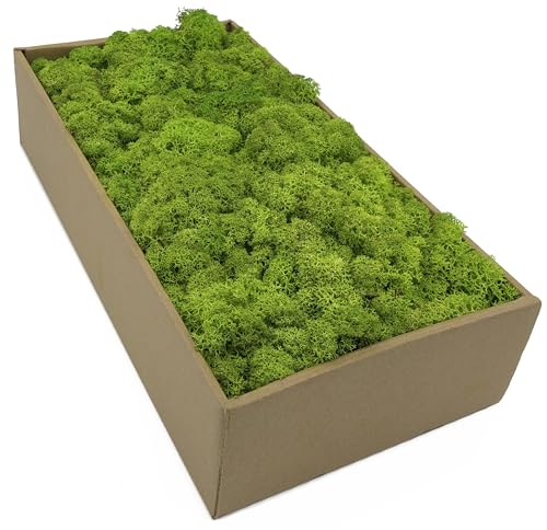 Islandmoos - Moos in 5 versch. Farben 250gr / 500 gr / 1Kg echtes konserviertes Natur Moos zum Moosbild basteln Deko und Modellbau (Frühlingsgrün 100 gr)