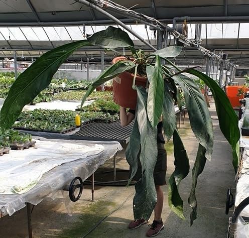 Anthrium BigBill アンスリウム Amazon.co.jp: Anthurium 'Big Bill'① @bikamori.com アンスリウム