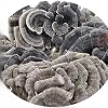 CORIOLUS hongo cola de pavo puro - conk arcoíris silvestre seco, 100% Coriolus versicolor (1000g) 3