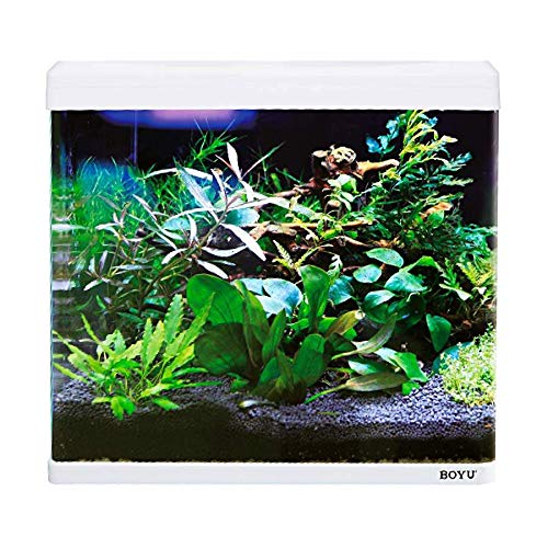 Boyu - Aquário Curvo Ec-600 66L Branco 220v : Amazon.com.br: Pet Shop