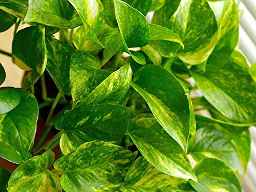 Image of American Plant Exchange Golden Pothos Totem Pole - Live 6-Inch Potted Climbing Vine, Easy-Care Air Purifying Houseplant, Fast-Growing Tropical Indoor Plant for Home, Office & Indoor Decor