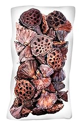 SuperMoss (20801 25-Piece Lotus Pods, Brown, Mixed