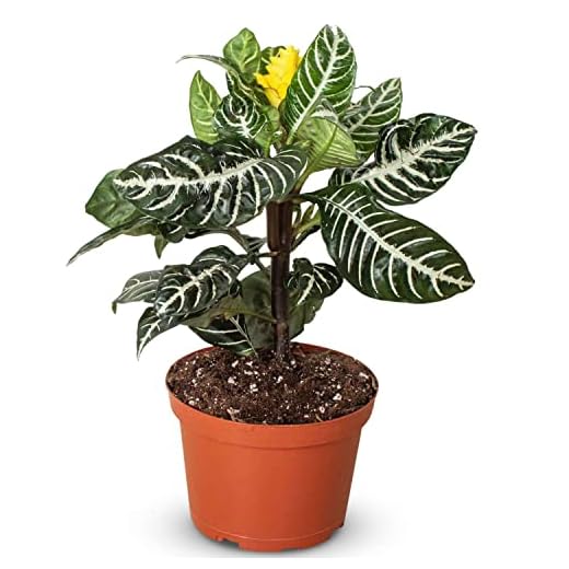 Zebra Aphelandra Indoor Live Plant
