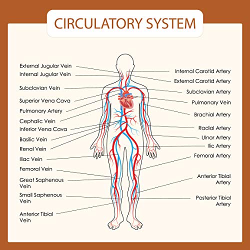 Human Body Systems Educational Posters - Circulatory Skeleton Endocrine Muscular Nervous Digestive Respiratory - Wall Art for Home Office Classroom Decor - CIRCULATORY SYSTEM - 32X32 inches