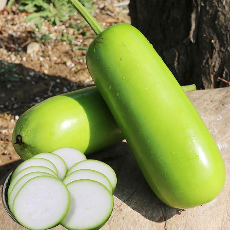 Seed Long Bottle Gourd Organic Seeds for Planting Outdoor- Plant & Grow Edible Vegetable Seeds in Your Home Garden