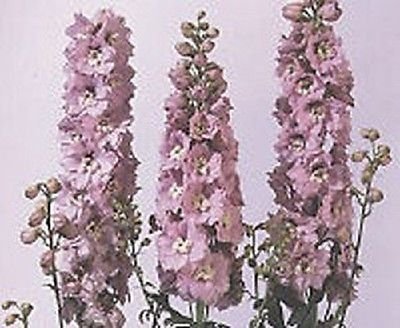 100 Delphinium Semi Fontana Magica Fiore Fiore di ciliegio SEMI (perenne)