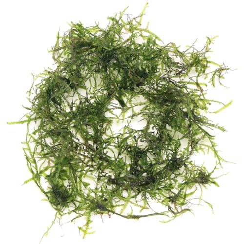 K2AQUA 10 Grams Taiwan Moss Taxiphyllum Alternans Live Aquarium Plant Vibrant Green Carpet Hanging Moss Easy Care for Shrimp Fish Tank Aquascape Decoration Healthy Growth Low Maintenance Long Lasting