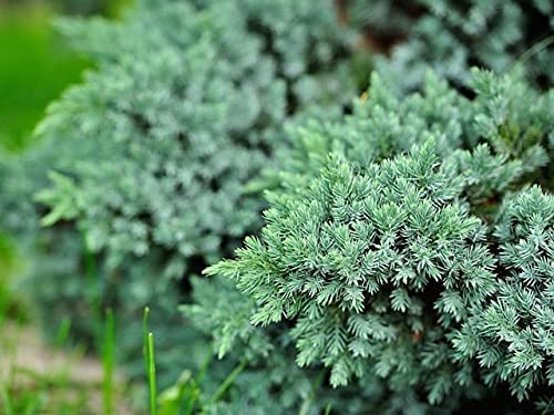 9cms Pot Juniperus Squamata Blue Carpet Dwarf Conifers (1 Pack)