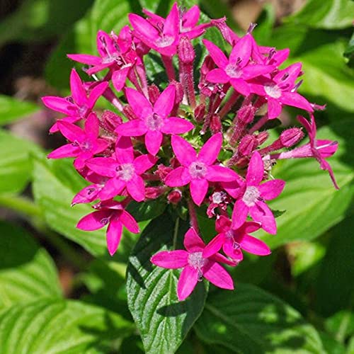 See full amazon price history chart for Mphmi Plants Pentas Dark Pink Plant - Flowering Plants Flowers Garden Live Plant Nursery Indoor Outdoor Living Plants Mphmi Plants Pentas Dark Pink Plant - Flowering Plants Flowers Garden Live Plant Nursery Indoor Outdoor Living Plants (B0957N7RLB) Amazon Price History, Amazon Price Tracker