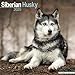 Sibirische günstig Kaufen-Siberian Husky - Sibirische Huskys 2025 - 16-Monatskalender: Original Avonside-Kalender [Mehrsprachig] [Kalender] (Wall-Kalender)