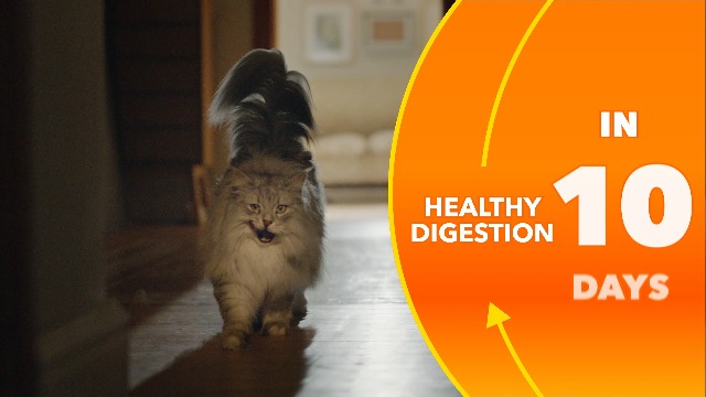 Amazon.com : IAMS Proactive Health Dry Cat Food, Healthy Cat Food Dry  Recipe for Adults, Salmon, 16 lb. Bag : Pet Supplies