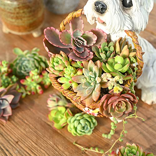 10 Assorted Live Succulent Cuttings, Rare Varieties Plant Clipping, Great For Terrariums, Mini Gardens, Diy Projects, Starter Plants, Wedding Decor Gift, No 2 Succulents Alike, Easy To Grow #TOP3