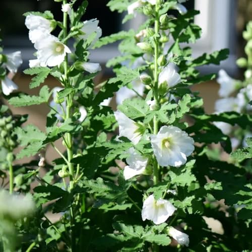 Semi di malvarosa, Alcea rosea, semi di campo Semi di malvarosa, biologici decorazione del giardino per esterno 200pcs