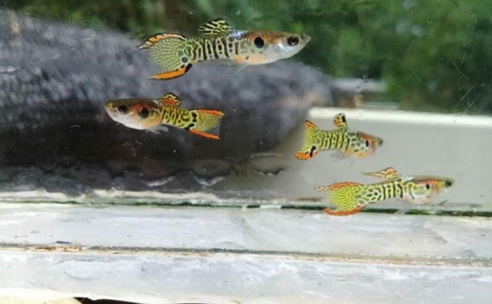 Swimming Creatures™  Mixed Endler's Livebearer (Poecilia wingei) Live Tropical Freshwater Aquarium Fish (12 Pack)