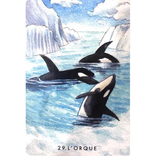 【正規品オラクルカード】水彩画の美麗イラスト✨イルカやクジラに会える海のデッキ Amazon.co.jp: 入手困難水彩画の美麗デッキイルカやクジラに