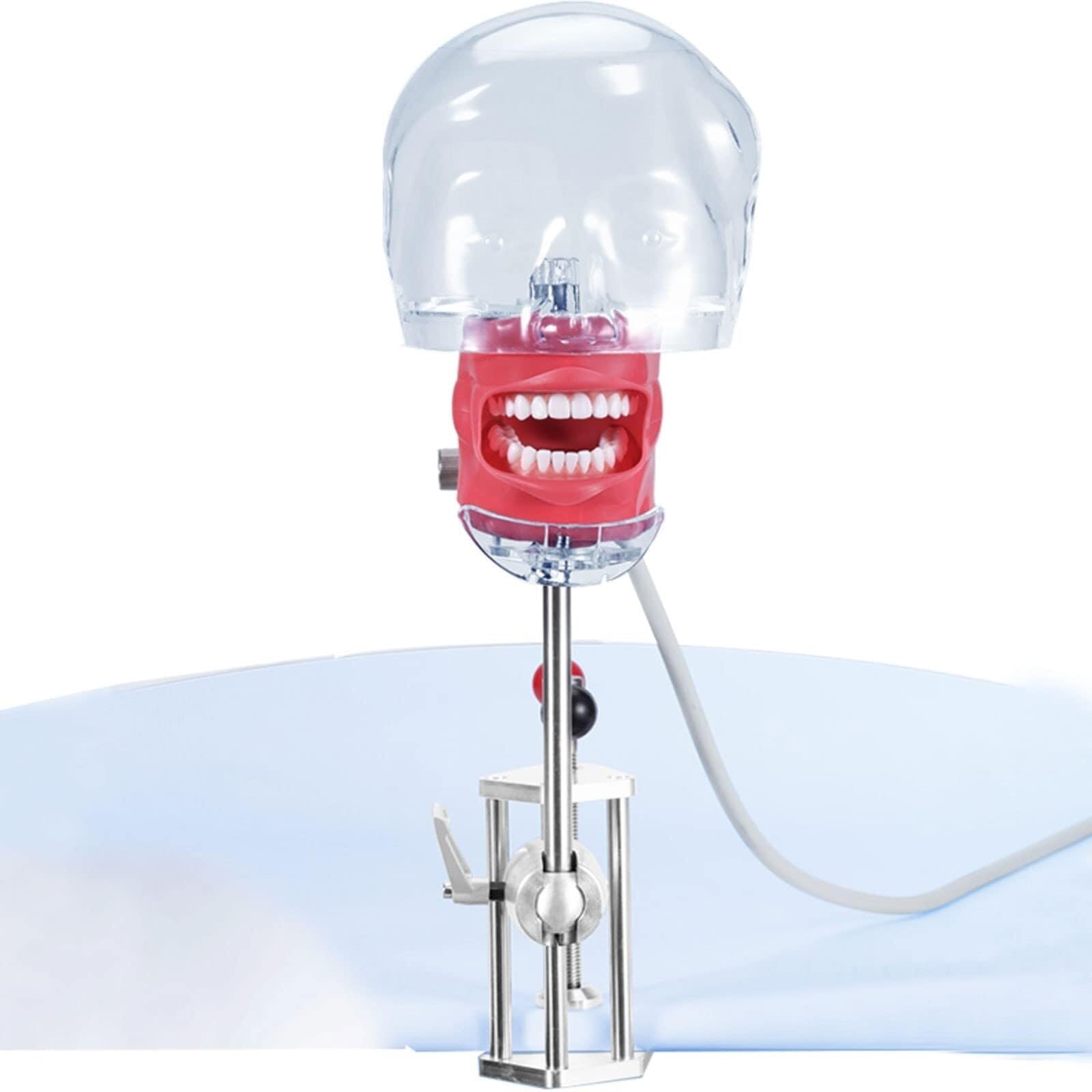 Modèle d'entraînement dental portable AMITD 360° avec drain et support fixe