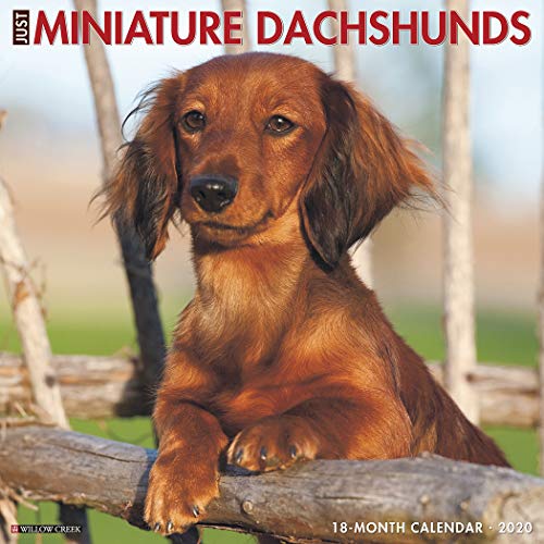 Télécharger Just Miniature Dachshunds 2020 Calendar PDF