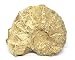 Ammonite Acanthoceras Split Polished Fossil Texas 96 MYO w/Label #16241 13o