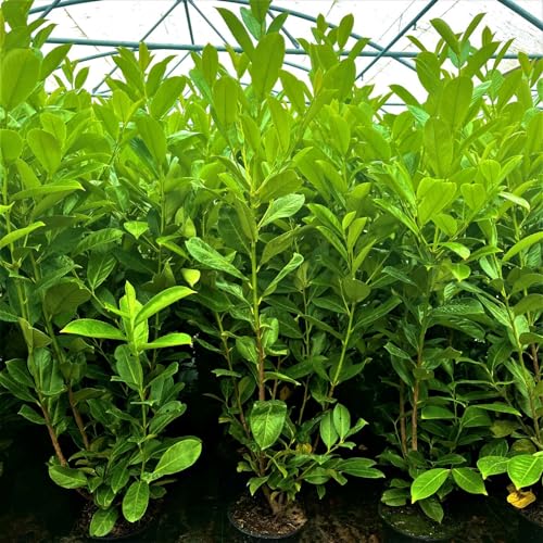 3fatpigs 20 Cherry Laurel Plants 3-4ft Tall 3L Pots
